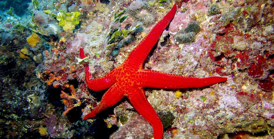 Evolusi pada Awal Kehidupan Hewan Ternyata Sangat Cepat