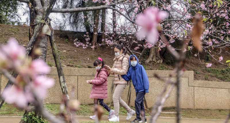 Anda Ingin Menikmati Mekarnya Bunga Sakura? Ini Lima Rekomendasi Destinasinya