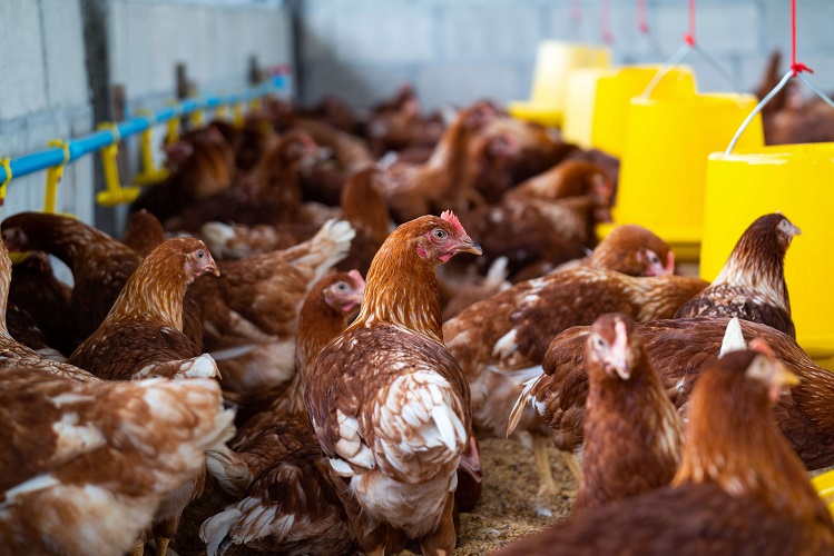 BPS: Harga Ayam Ras Turun Akhir Januari