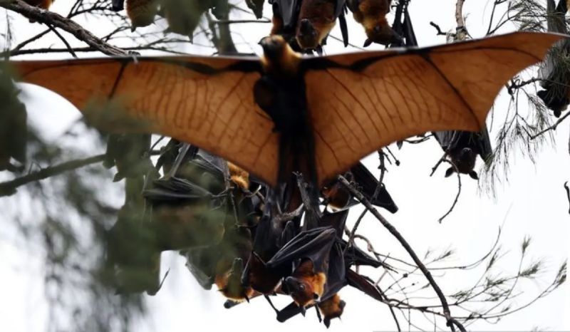 Pemprov DKI Jakarta Diminta Antisipasi Masuknya Virus Nipah