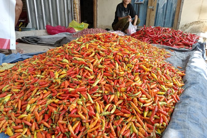 Makin Pedas! Harga Cabai di Mataram NTB Tembus Rp70.000 per Kg 
