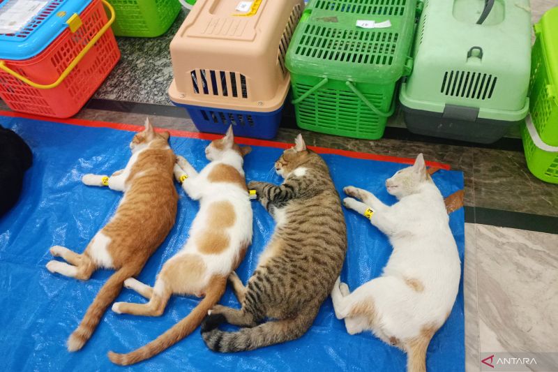 Bagus Kasus Kucing Terus Berlanjut ke Ranah Hukum, Biar Jera