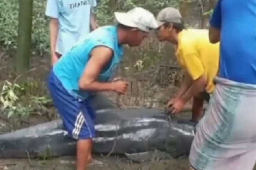 Seekor Lumba-lumba Tersesat di Hutan Mangrove Kawasan Pantai Kuti-Caddi Maros