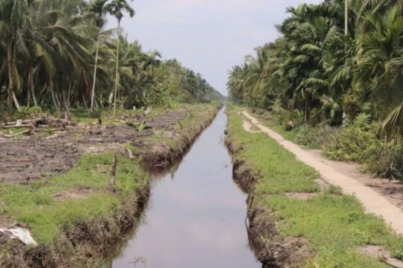 Pemerintah Kebut Hilirisasi Kelapa, Target Persiapan Rampung Desember