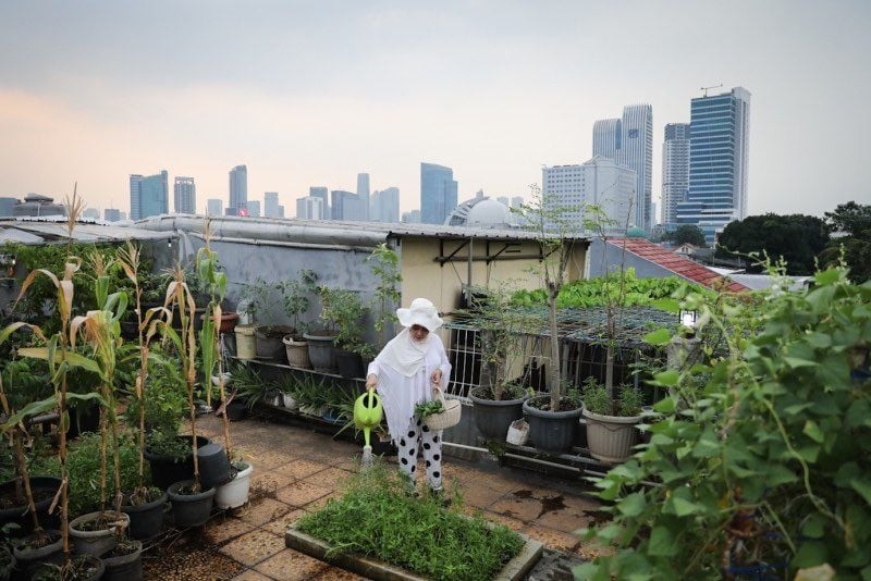 Pemprov DKI Berharap Bisa Penuhi Kebutuhan Pangan dengan Manfaatkan "Urban Farming"