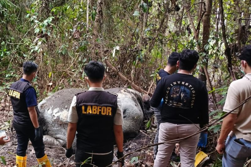 Kemenhut Selidiki Kematian Gajah Tanpa Kepala di Area Perusahaan di Riau