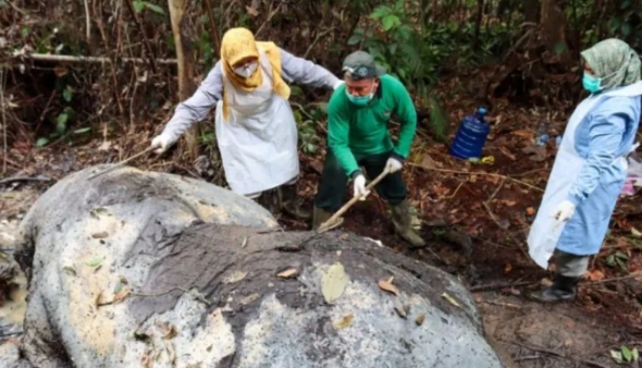 Proyektil Ditemukan di Dekat Gajah Mati Tanpa Kepala, Kemungkinan Ditembak Sebelum Dipenggal, Sadis!