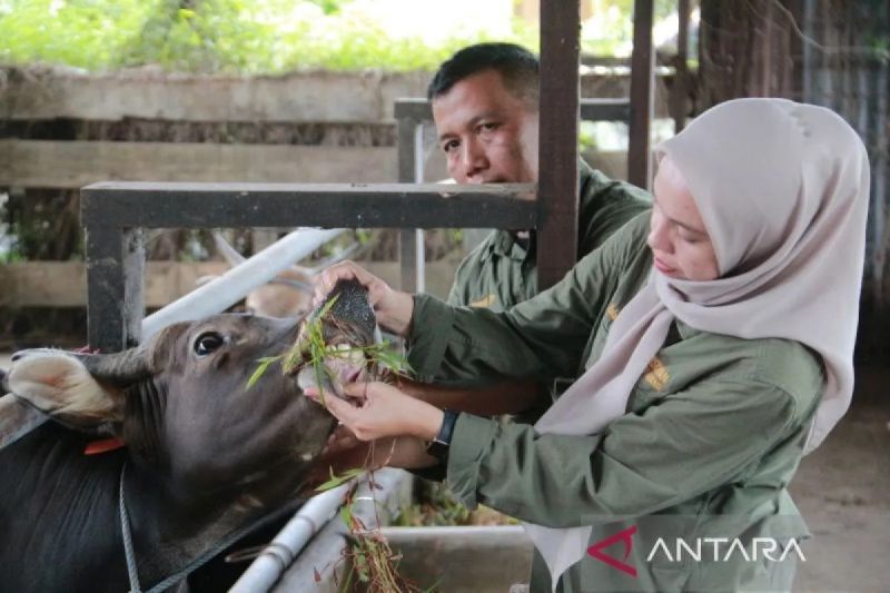 Tak Mau Stok Daging Terganggu Jelang Ramadan, Kementan Perketat Pengendalian Penyakit Hewan