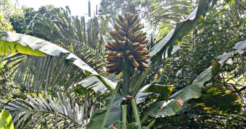 BRIN Komandoi Proyek Riset Pemuliaan Pisang Liar untuk Ketahanan Pangan Nasional