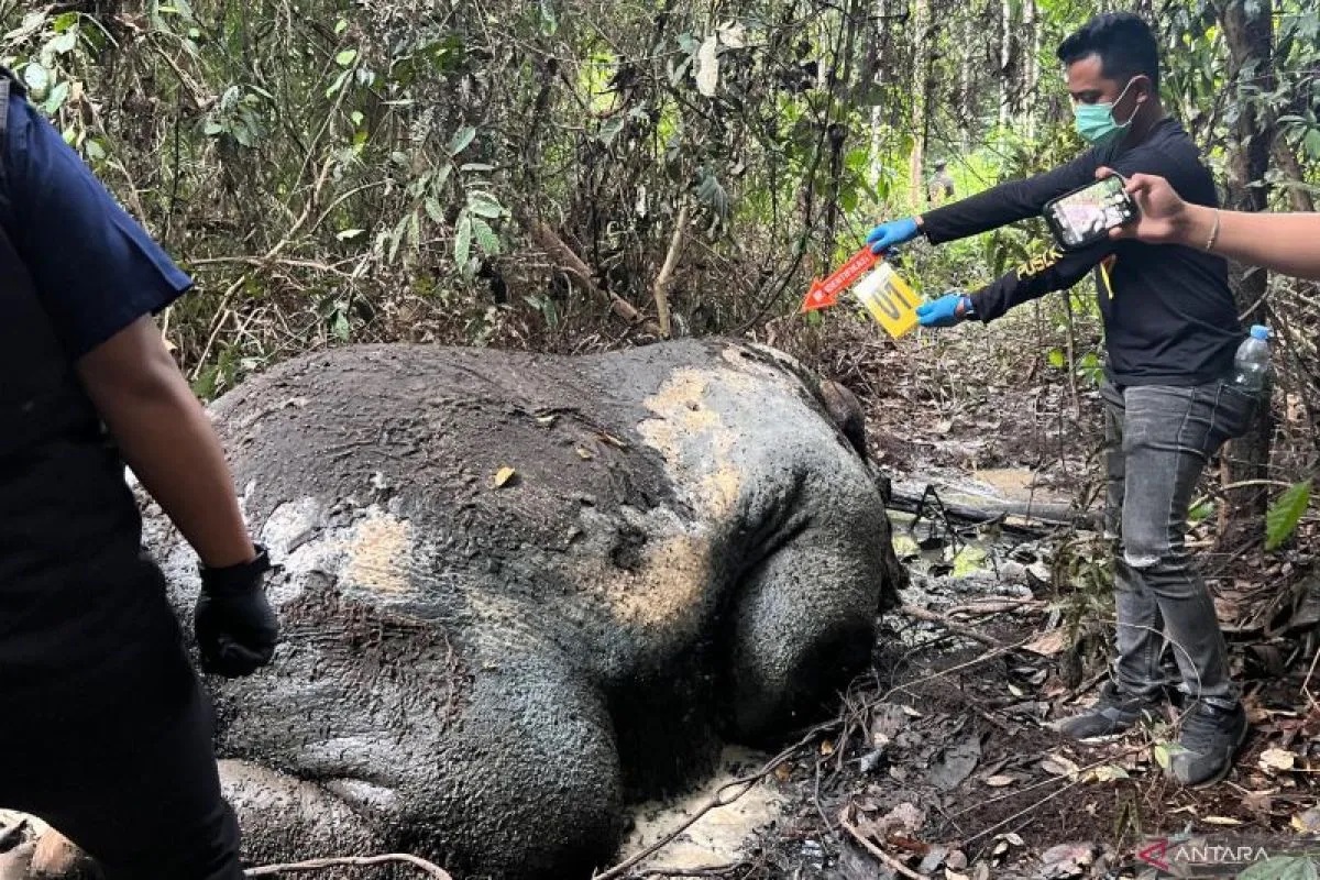 Gajah Mati Tanpa Kepala di Riau, DPR Desak Perlindungan Satwa Liar dengan Teknologi  