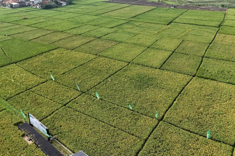 DKI Jakarta dan Cianjur Kerja Sama Tanam Padi Jangka Pendek serta Pembenihan