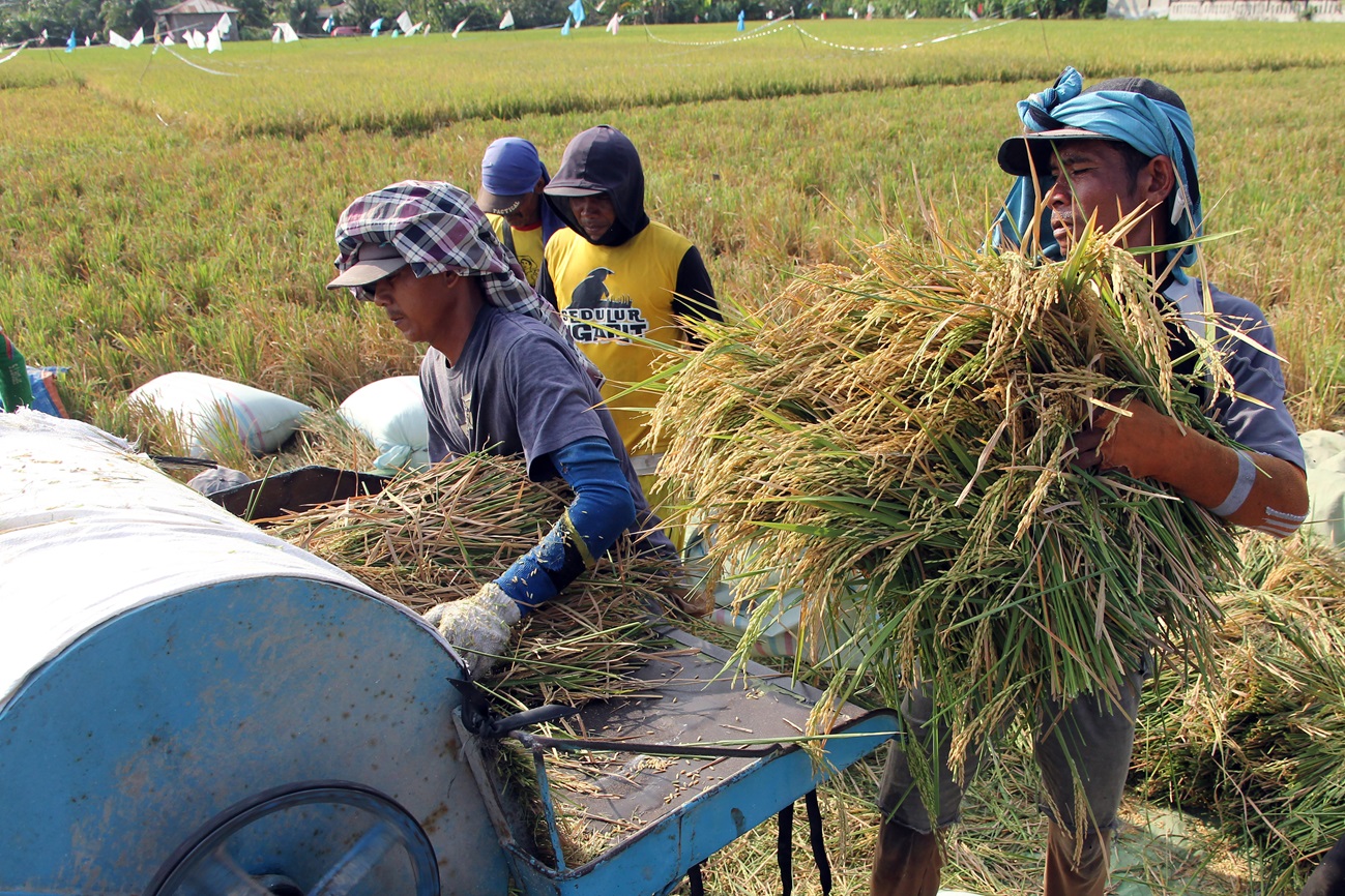 Padukan Sains dan Teknologi untuk Kemandirian Pangan, Bukan Selalu Buka Lahan Baru
