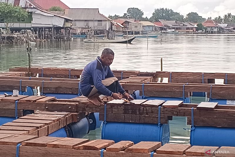 IPB University Gandeng Kearifan Lokal, Sea Farming Digarap di Kabupaten Wakatobi