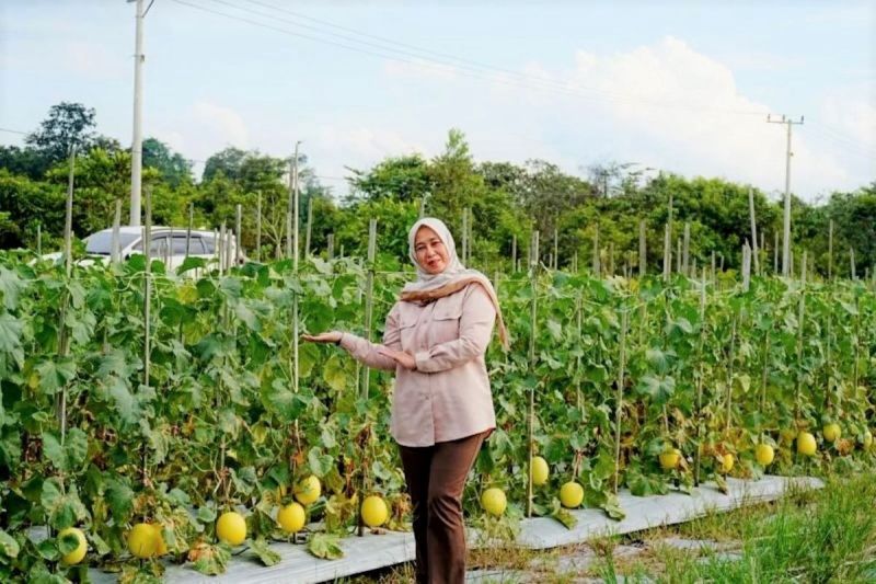 PKK Kabupaten Barito Utara Dorong Petani Kembangkan Golden Melon