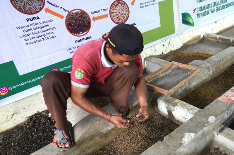 Pemkot Madiun Manfaatkan Maggot sebagai Solusi Pengolahan Sampah Pasar