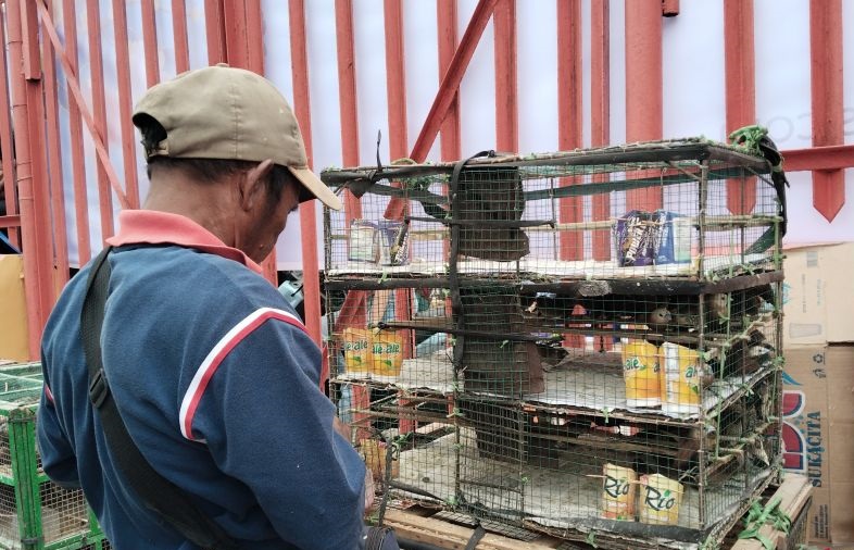 Imlek Bawa Berkah Ekonomi Rakyat, Pedagang Burung Pipit di Palembang Raup Omzet Puluhan Juta dari Ritual Lepas Sial