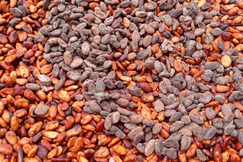 Harga Anjlok, Petani Kakao di Lebak Terpaksa Tunda Penjualan