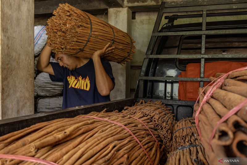 Di Balik Wangi Kayu Manis Malalak, Ada Asa pada Kebijakan Pemerintah