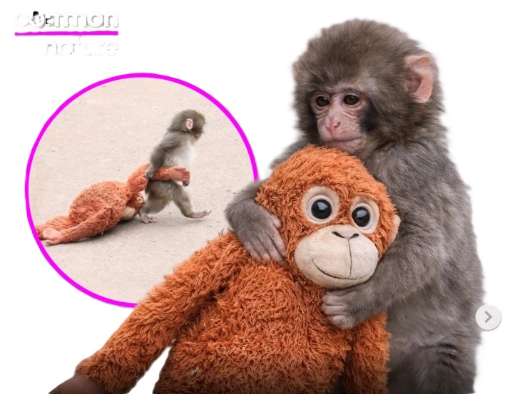 Viral! Bayi Monyet di Kebun Binatang Jepang Bikin Warganet Tersentuh, Ditolak Induknya, Berlindung pada Boneka Orangutan