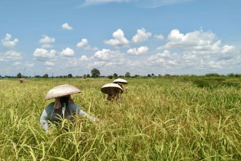 Pemprov Kalimantan Selatan Bangun dan Rehabilitasi Lumbung Pangan di Empat Sentra Produksi