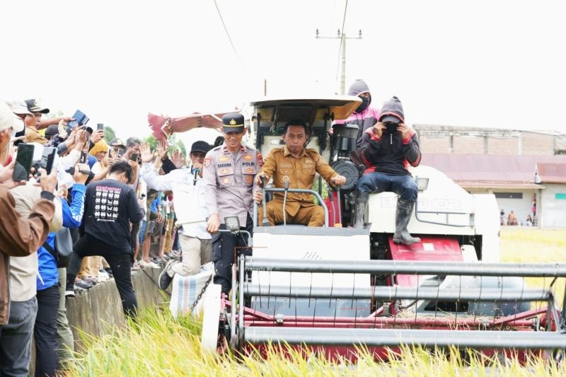 Panen Raya Sidrap Gunakan Alsintan Modern, Produksi Gabah Ditarget Tembus 1 Juta Ton