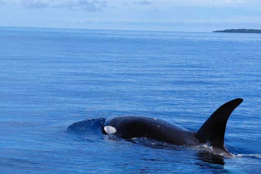 Kemunculan Paus Orca di Perairan Taman Nasional Bunaken
