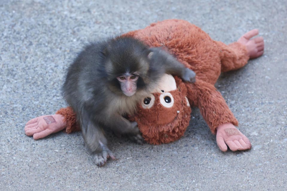 Cek Kisah Punch! Bayi Monyet Viral yang Bikin Boneka IKEA Djungelskog Laris Manis