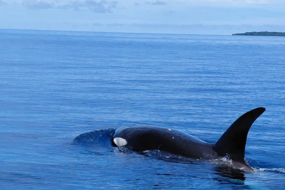 Terekam Kamera, Paus Orca Muncul di Perairan Taman Nasional Bunaken Sulawesi Utara