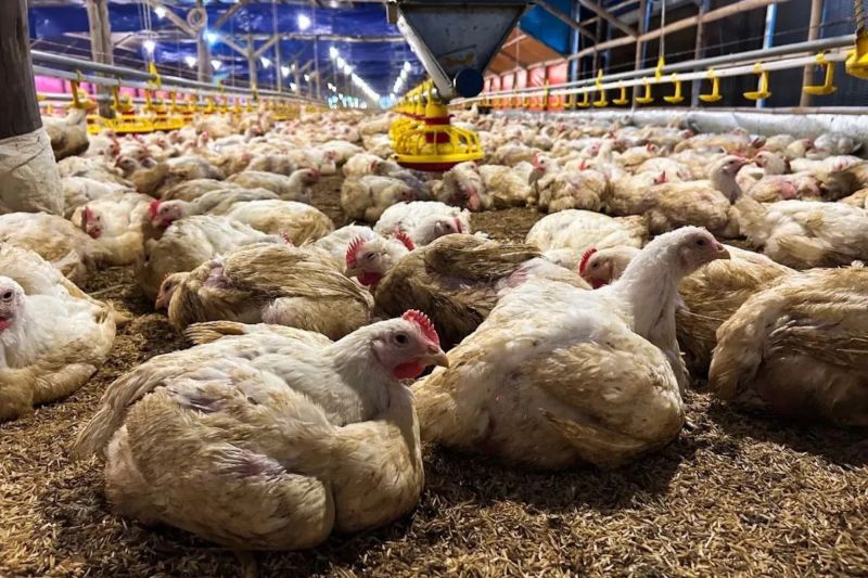 Fakta di Balik Larangan Impor Unggas RI: Masalah Kualitas, Bukan Halal