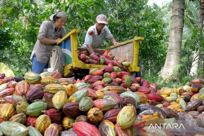 Jadi Produsen Utama, RI Perkuat Posisi sebagai Pusat Grinding Kakao Global 