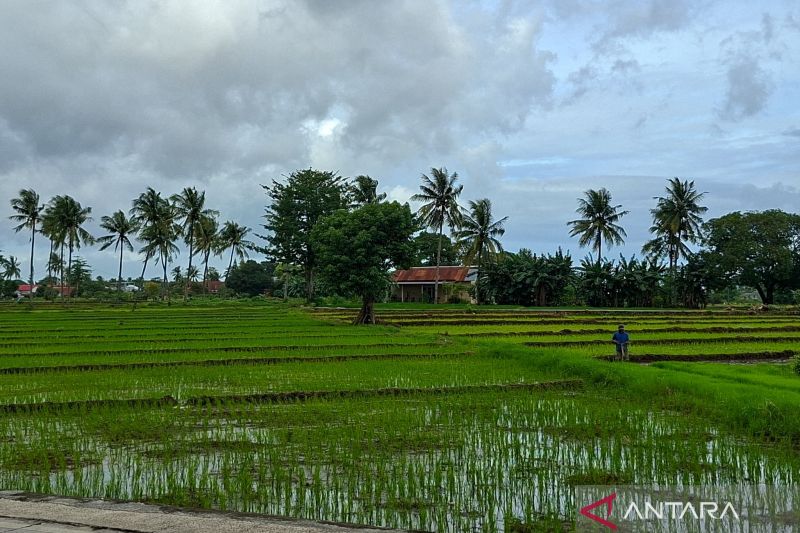 Turun Lagi! Nilai Tukar Petani NTT Februari 2026 Melemah ke 100,92