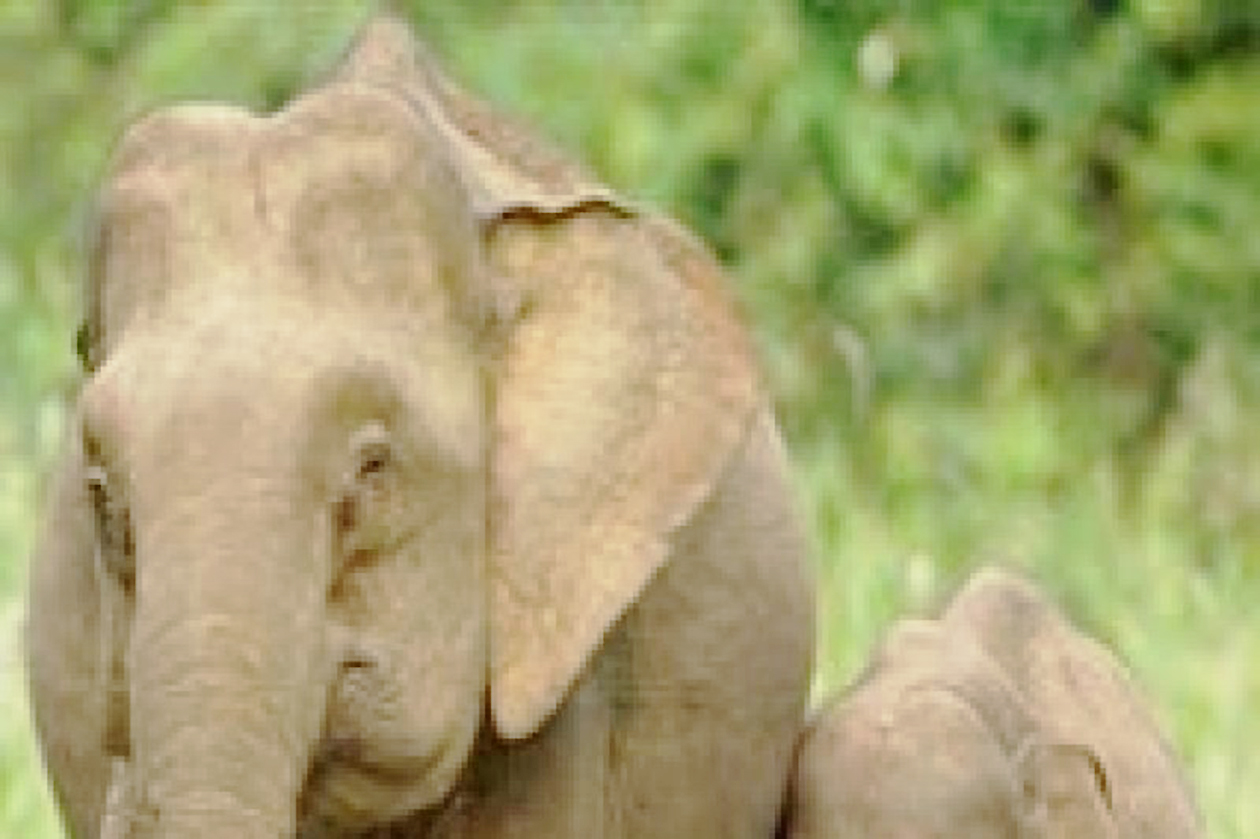 Geger Video Viral Anak Gajah Terjebak di Kebun Sawit, Kemenhut RI Gandeng Interpol Malaysia Lakukan Aksi Penyelamatan