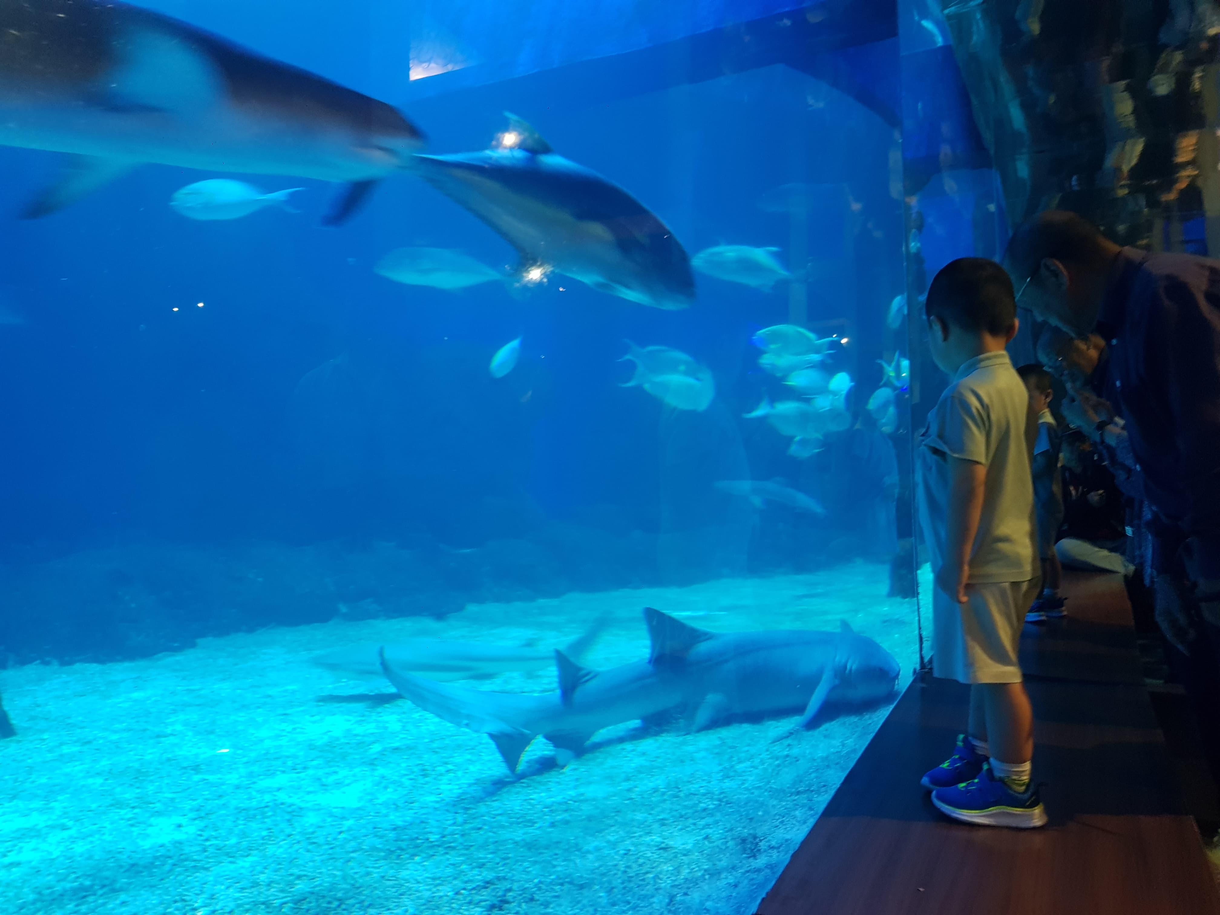 Ngabuburit di Jakarta Aquarium Safari, Aktivitas Seru Anak Sampai Iftar Lezat Menanti di Ciao Gio Pizzeria