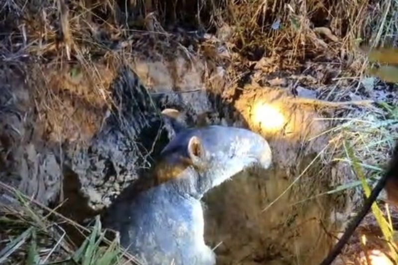 BKSDA Jambi Evakuasi Satu Tapir di Kawasan Candi Muarajambi