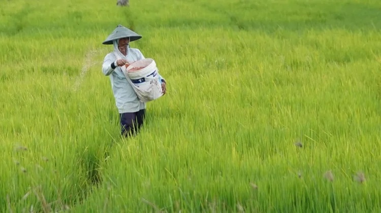 Kementan Targetkan Efisiensi Anggaran Subsidi Pupuk hingga 20 Persen