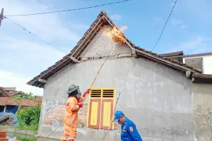 Tulungagung Dikepung Tawon Vespa, 223 Sarang Dievakuasi Hanya dalam 2 Bulan, Ada Apa?