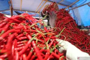 Harga Cabai Rawit Rp65.750 Per Kg, Daging Ayam Rp31.950 Per Kg