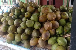Berkah Ramadhan, Kelapa Muda dari Kabupaten Lebak Diburu hingga Jakarta