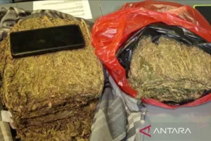 Polisi Bongkar Peredaran 4,3 Kg Ganja di Depok