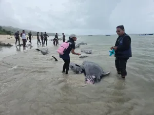 Puluhan Paus Pilot Terdampar di Rote Ndao, 34 Berhasil Diselamatkan