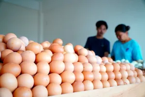 Harga Telur Bergejolak, Satgas Saber Pangan Jabar Turun Tangan Kendalikan Harga