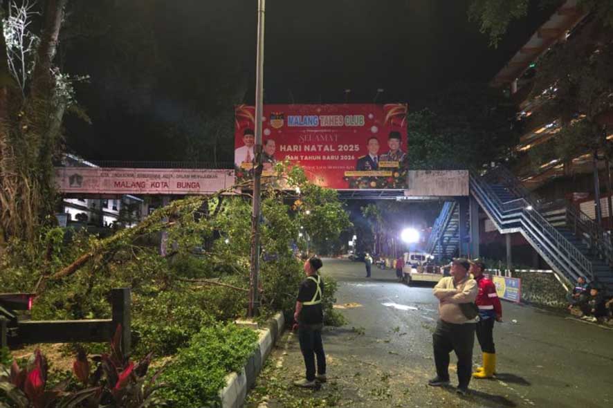 Mengintensifkan Perawatan RTH untuk Mencegah Pohon Tumbang