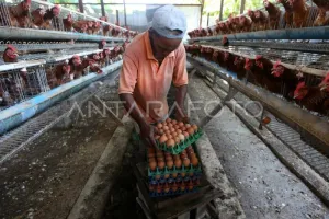 600 Ribu Indukan Ayam Dibutuhkan Agar Aceh Tamiang Swasembada Telur