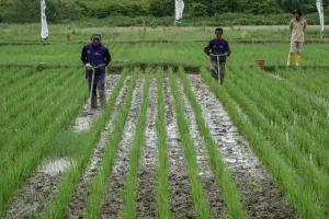Pemerintah Didorong Perluas Varietas Padi Tahan Kekeringan