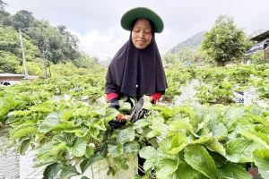 Perekonomian Petani Stroberi Agam Mulai Pulih