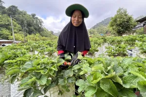 Saat Stroberi Kembali Berbuah, Harapan Petani Agam Ikut Tumbuh Pascabencana