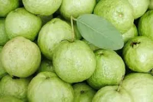 Jambu Kristal Warnai Jalur Mudik Pansela Menuju Yogyakarta