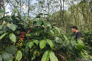 Warga Gayo Lues Yakin Lahan Pertanian Segera Pulih