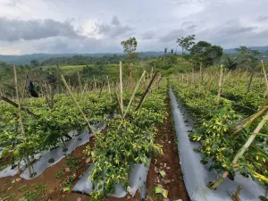 Kementan Pastikan Pasokan dan Harga Cabai Terkendali, Lebaran Aman