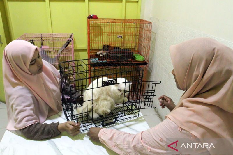 Mudik, Tapi Kucingnya Dititipkan! Jasa Penitipan di Banda Aceh Ramai